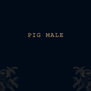 Pig Male